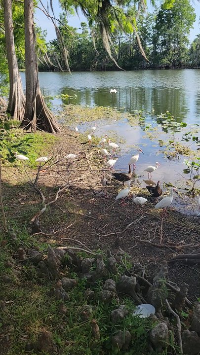 Riverhills Park - Residents feeding the birds - Parks Near Me - Tampa Bay, Florida