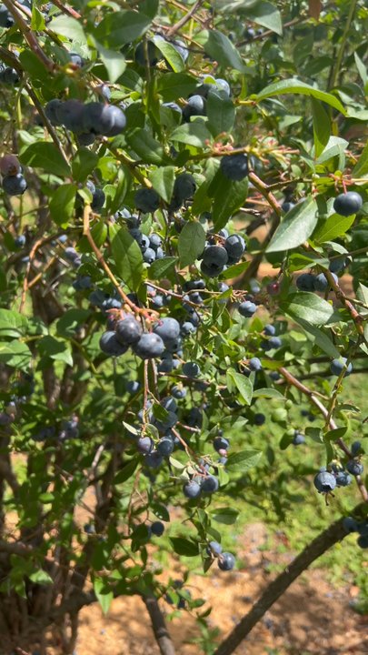 Oregon Blues - Pick Your Own Farms Near Me - Boring, Oregon