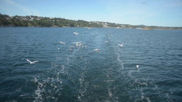 Birds flying above the ocean