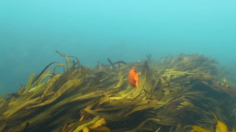 Fish Swimming Above Kelp poster