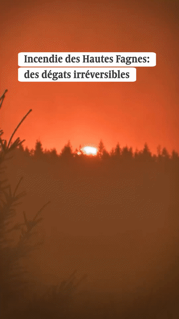 Preview for Incendie des Hautes Fagnes: des dégâts irréversibles?