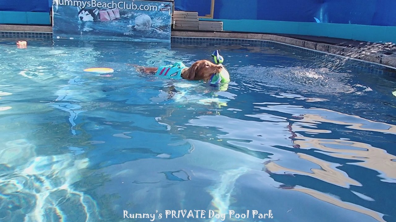 Rummy's Beach Club - We love swimming puppies! Puppy Catahoula Kirishi  #rummysbeachclub  #puppyswimlessons #puppyswim #puppyswimming #swimmingpuppy #puppyplayt - Dog Parks Near Me - Spring, Texas