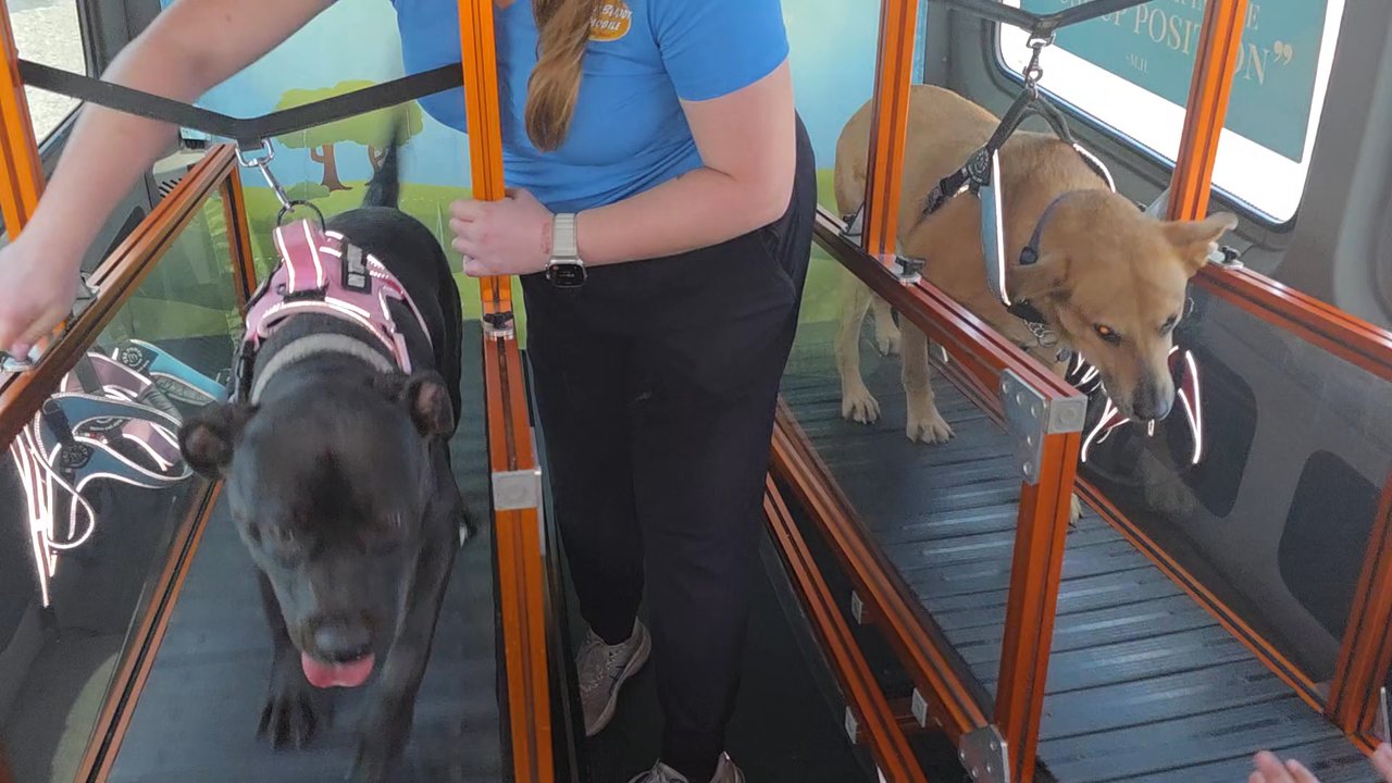 RunBuddy Mobile - Pet Training Near Me