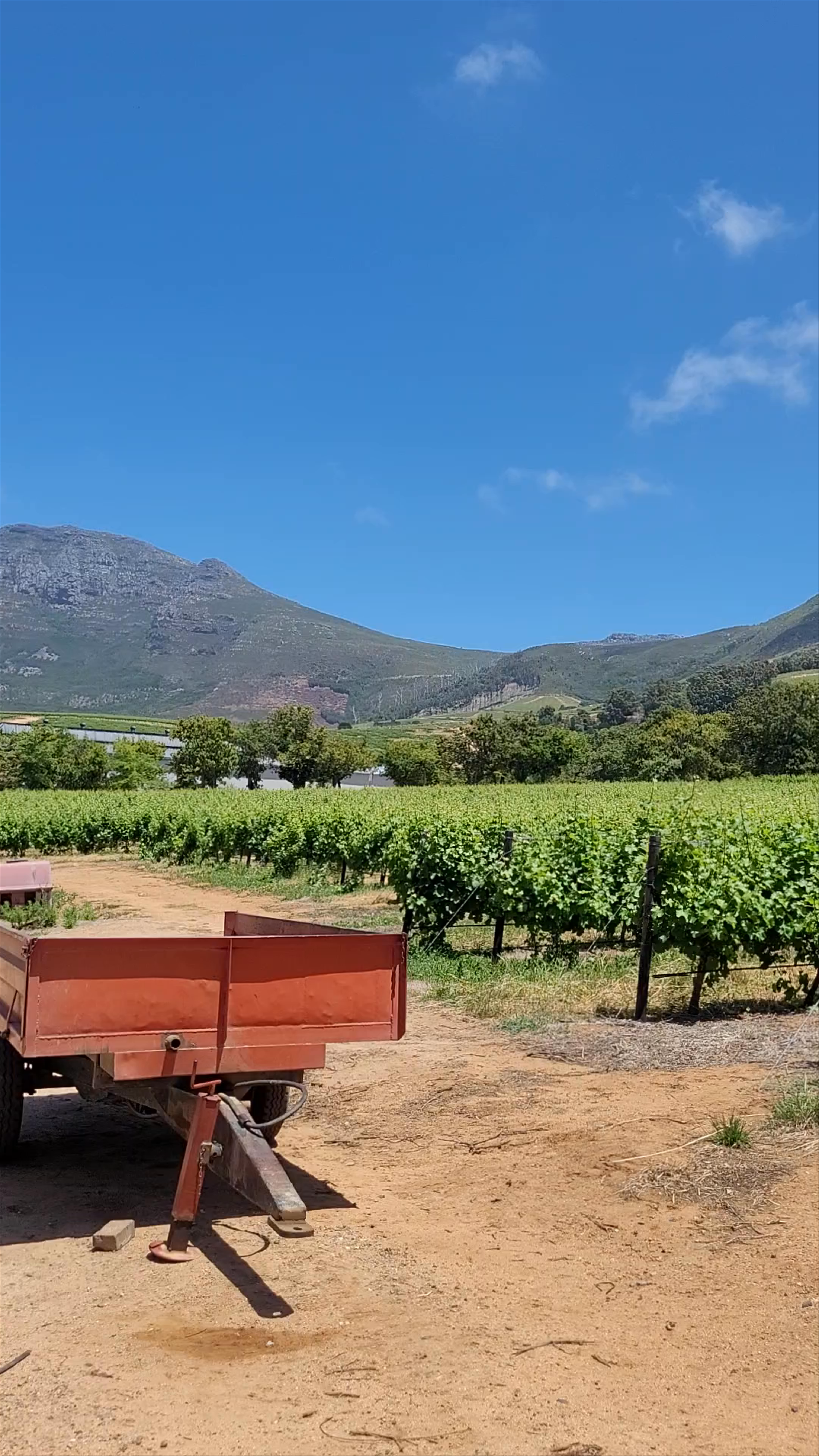 Vineyard Serenity at Groot Constantia Estate, Cape Town