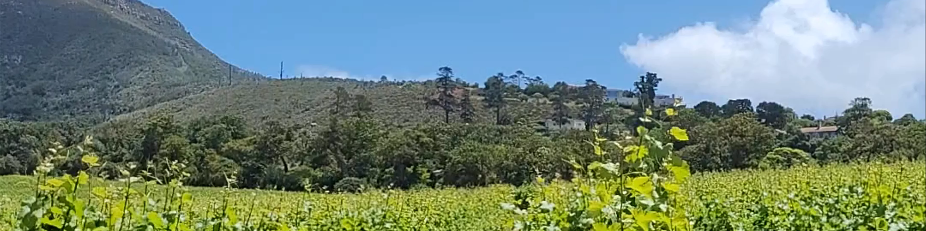 Groot Constantia Estate