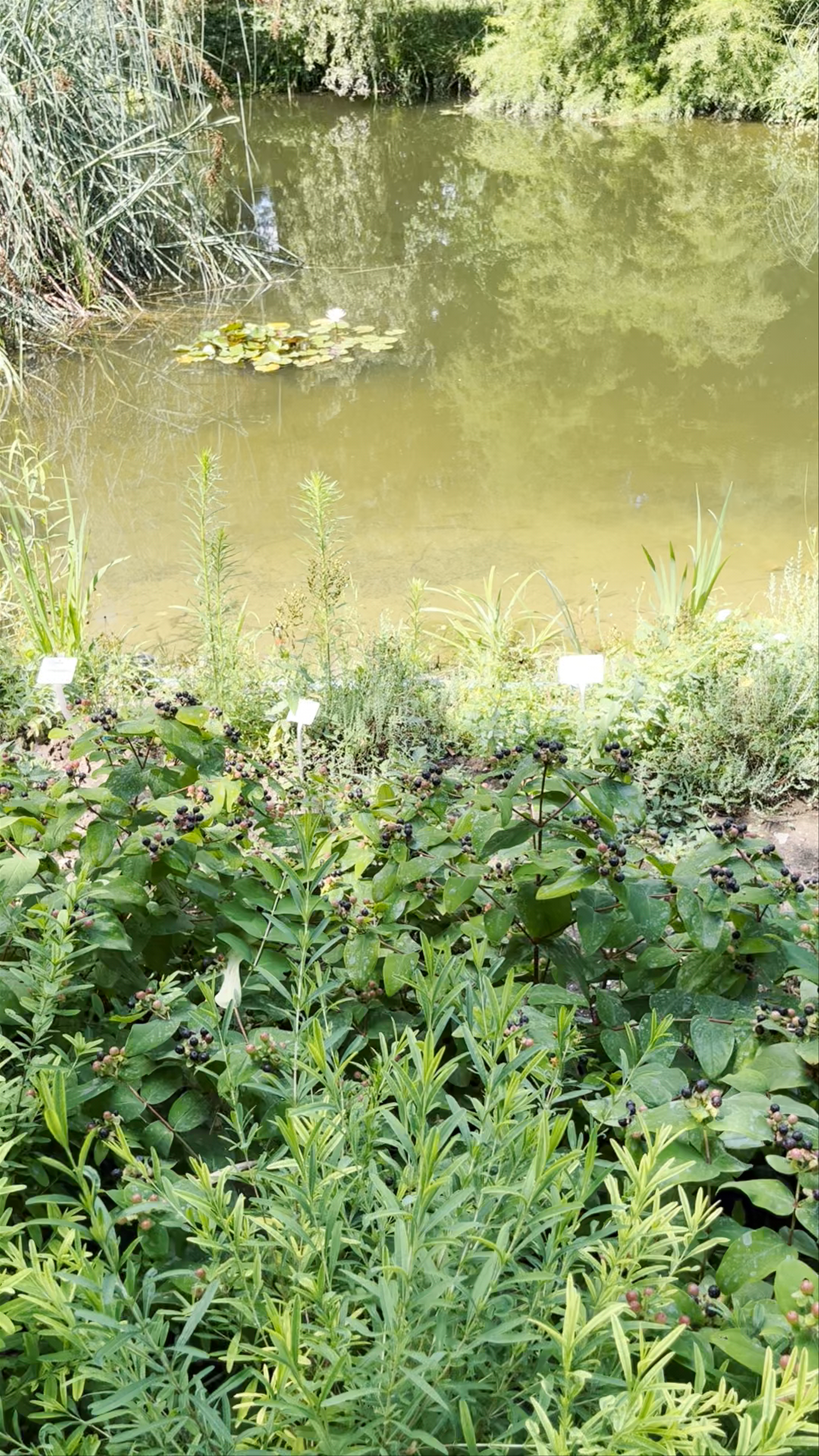 Botanical Garden of the Faculty of Science, University of Zagreb: A Serene Urban Oasis