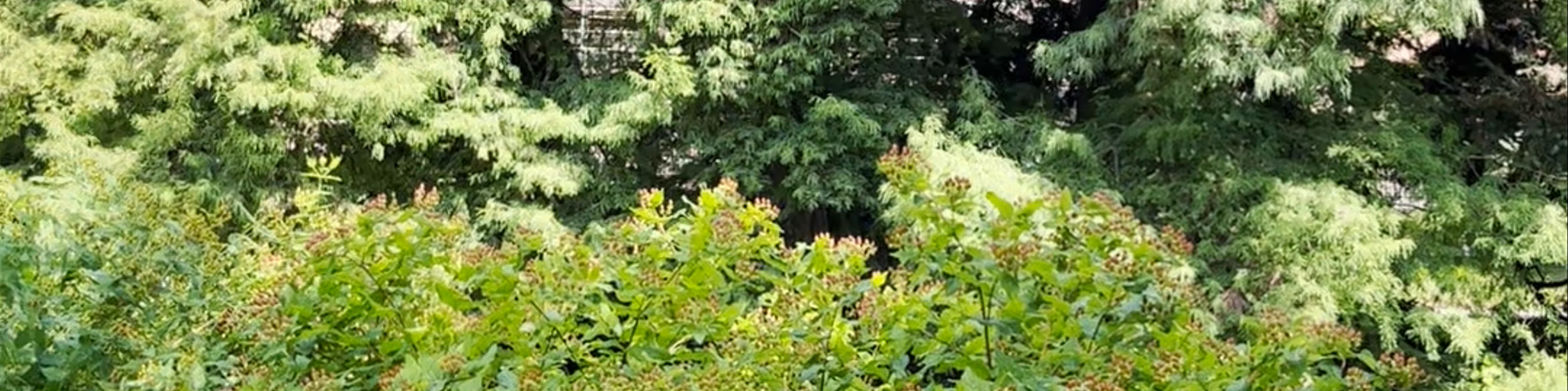 Botanical Garden of the Faculty of Science