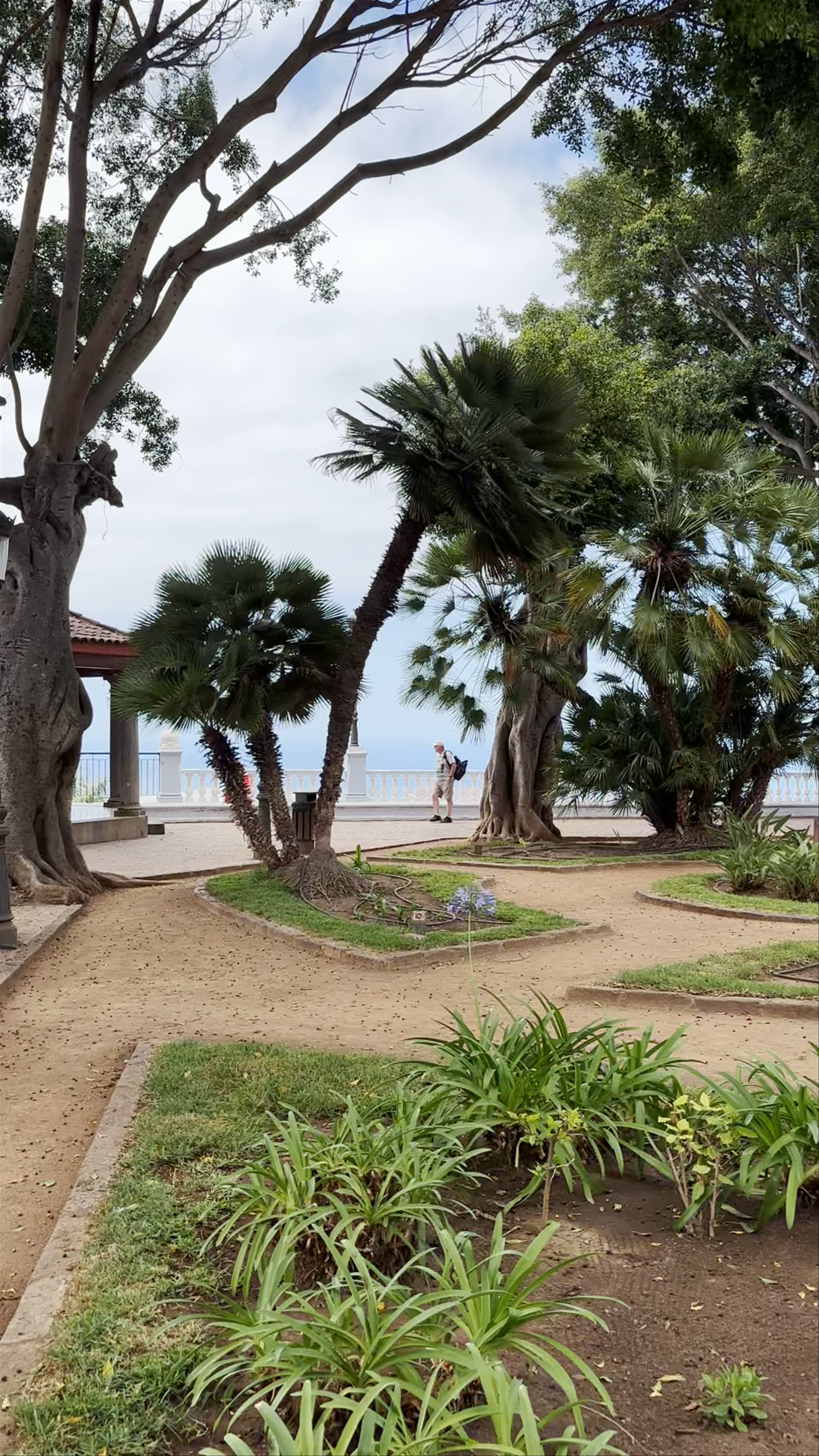 Plaza Andrés de Lorenzo Cáceres. Vista del Drago Mil•lenarii
