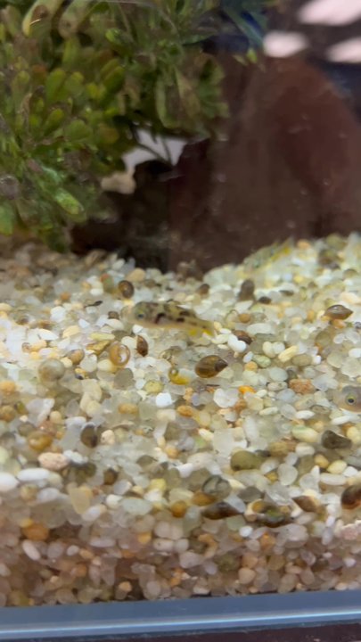 Premier Aquatics - I've been searching for pea puffers for a while & they have them!!!!!! - Aquarium Services Near Me - Marietta, Georgia