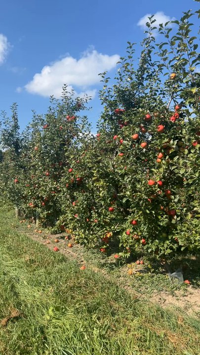 Beak & Skiff Apple Orchards - Endless apple trees - Distilleries Near Me - Lafayette, New York
