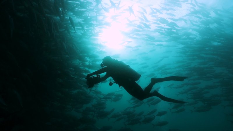 Scuba Diver in a School of Bigeye Trevally in Baja, Mexico poster