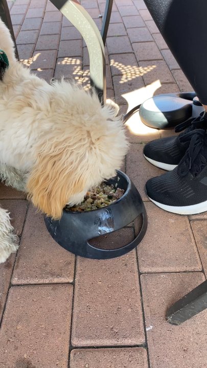 Mustard Cafe - Beef dish from the dog menu! He loves it!! - Delis Near Me - Newport Coast, California