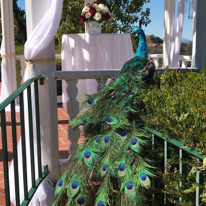Just For Fun Flowers - Florists Near Me - Los Angeles, California