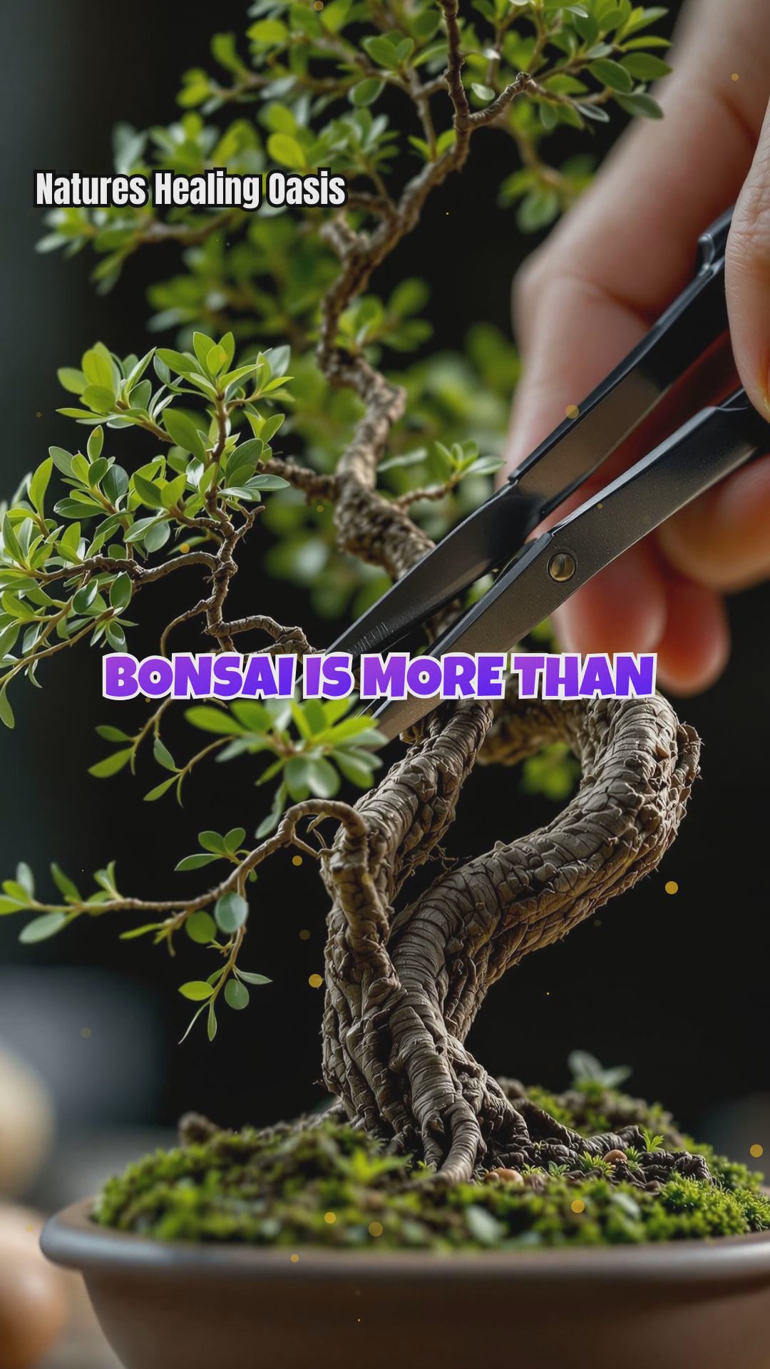 The Transformative Power of Bonsai: Cultivating Mindfulness and Inner Peace