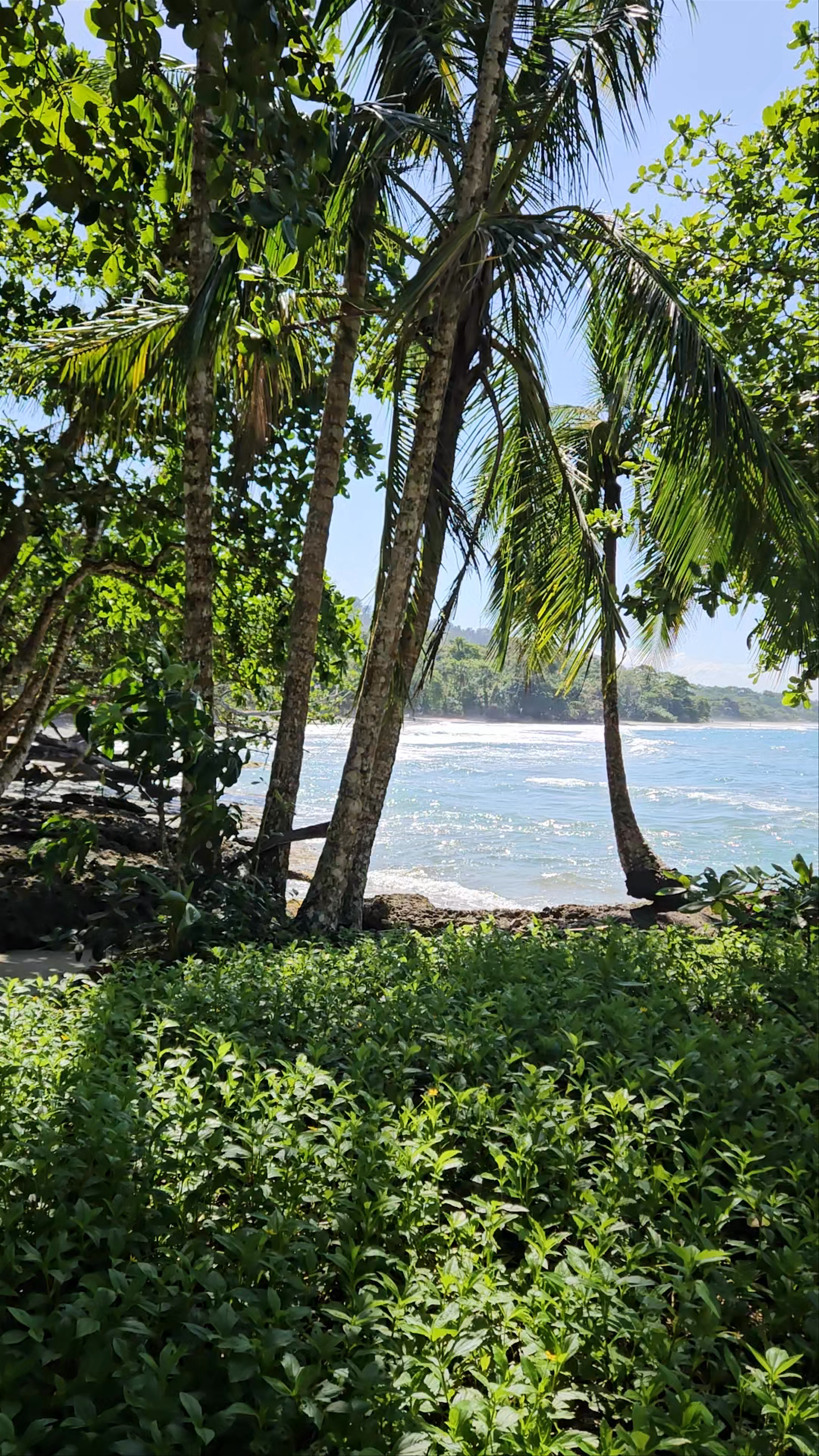 Tropical Serenity at Lanna Ban Hotel Beach, Cocles Costa Rica