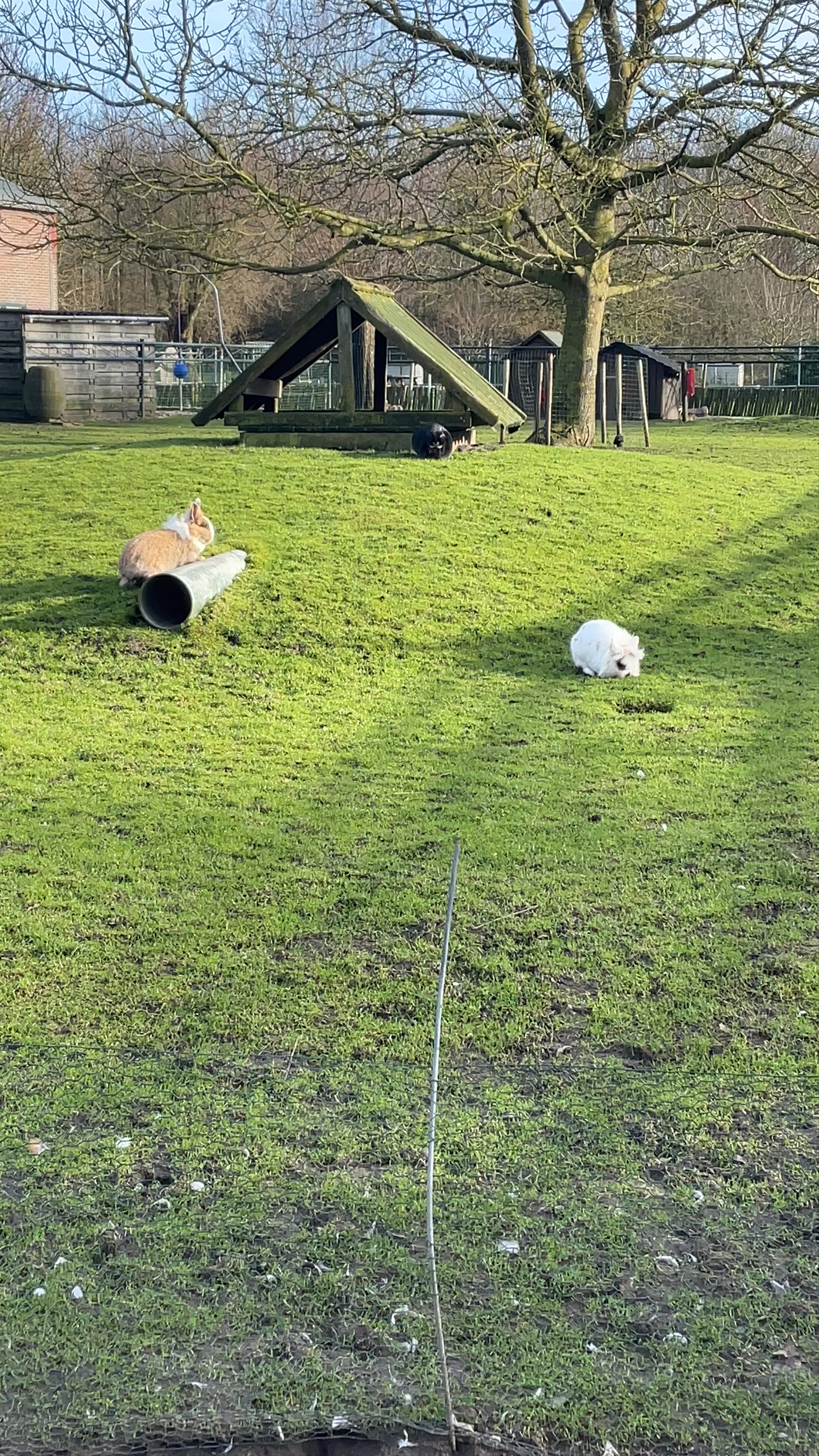 Sunny Afternoon with Rabbits at Máximapark, Utrecht
