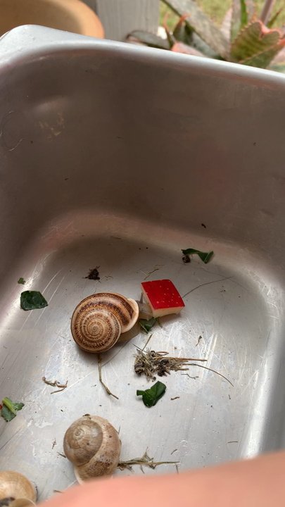 Happy Roots Learning Center - Snails like to eat apples! - Child Care & Day Care Near Me - Buda, Texas