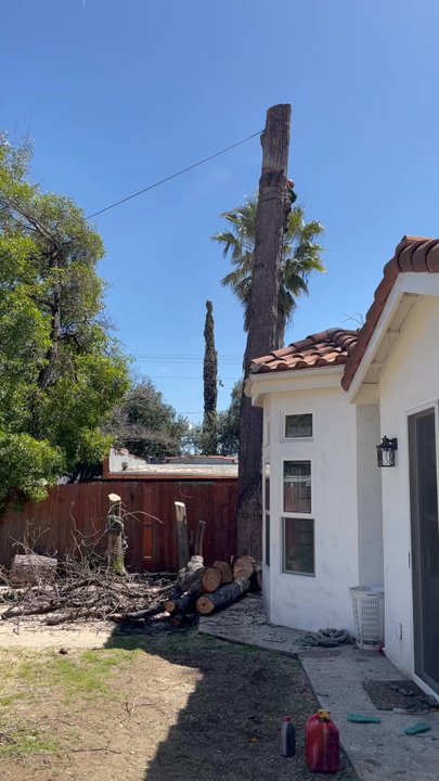 Top Notch Tree Services - Tree Services Near Me