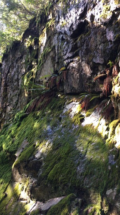 Jug Island Trail - Hiking Near Me