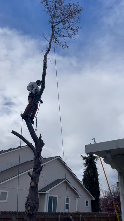 Elite Tree Service - Tree removal - Tree Services Near Me - Boardman , Oregon