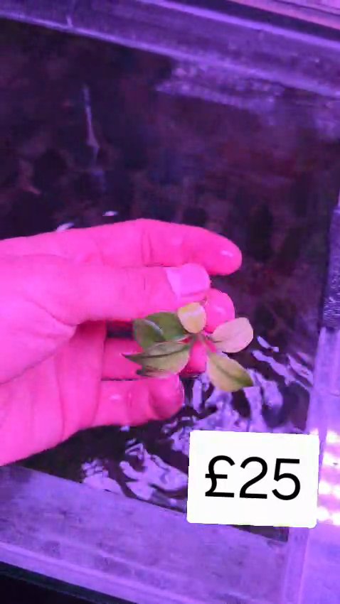 Anubias Broad White - Rare Plant