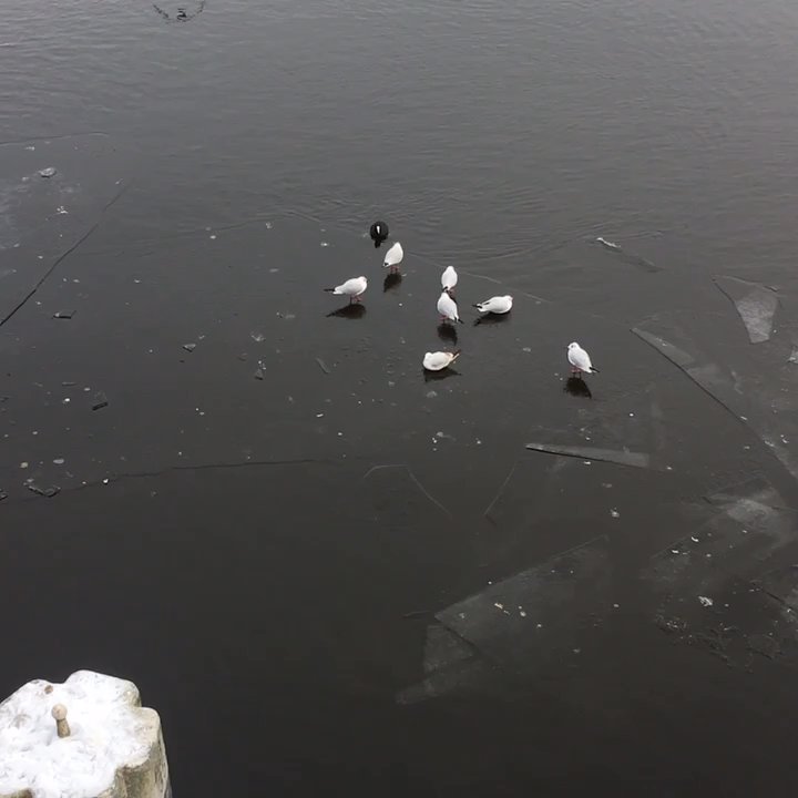 Jungfernstieg - Floating on ice - Local Flavor Near Me - Hamburg, HH