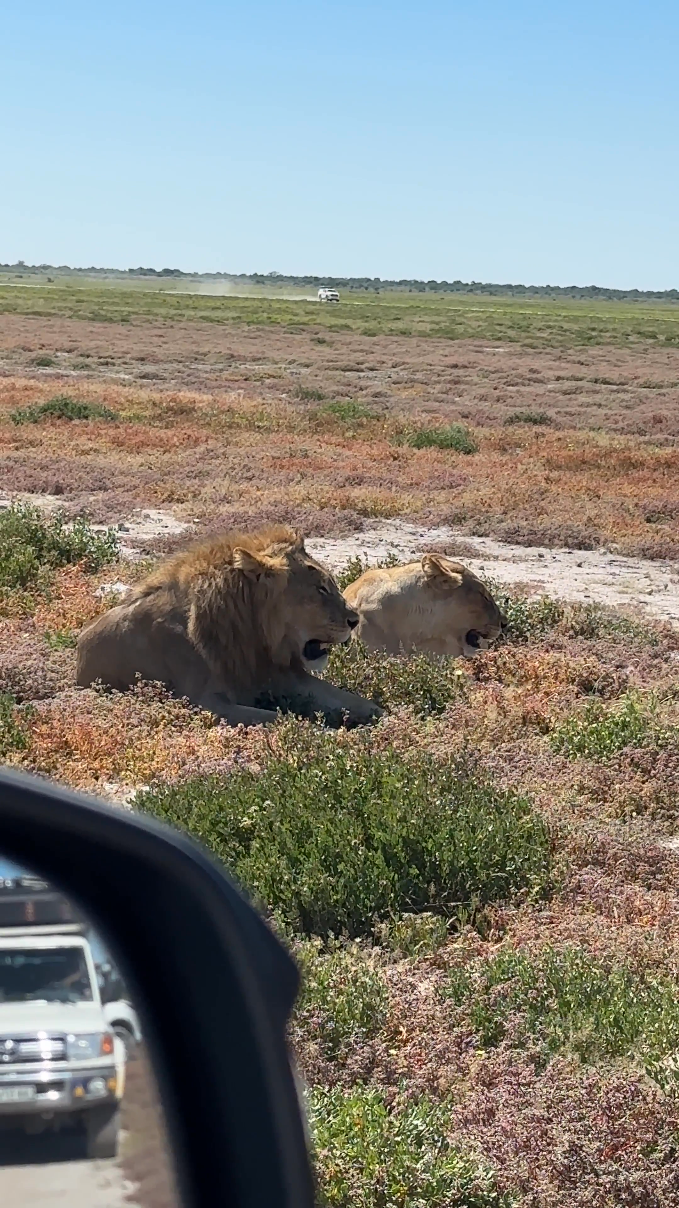 lions-etosha.mp4