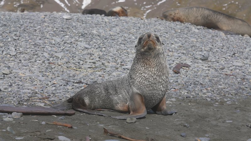 Antarctic fur seals poster