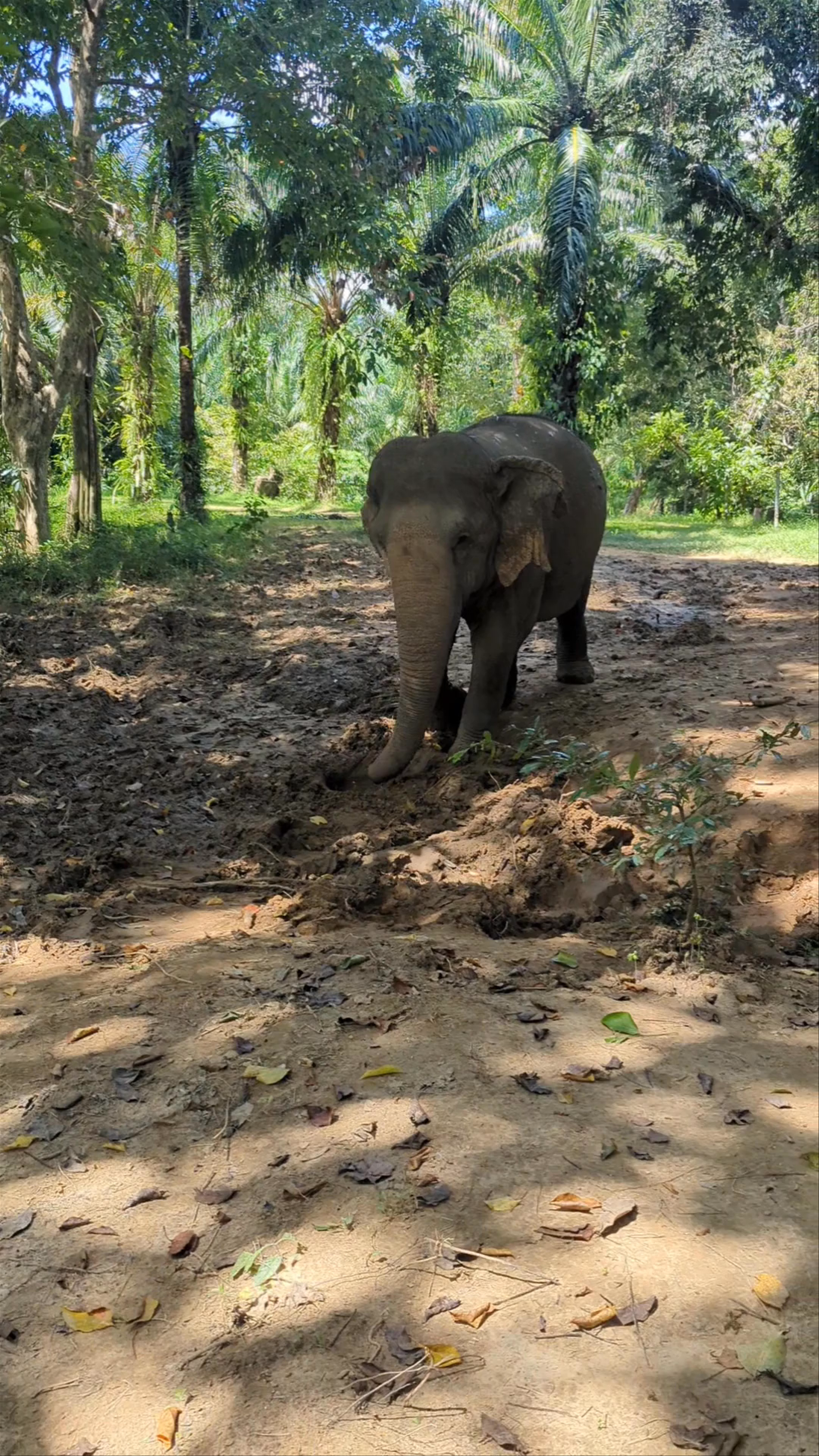 Khao Sok Elephant Sanctuary