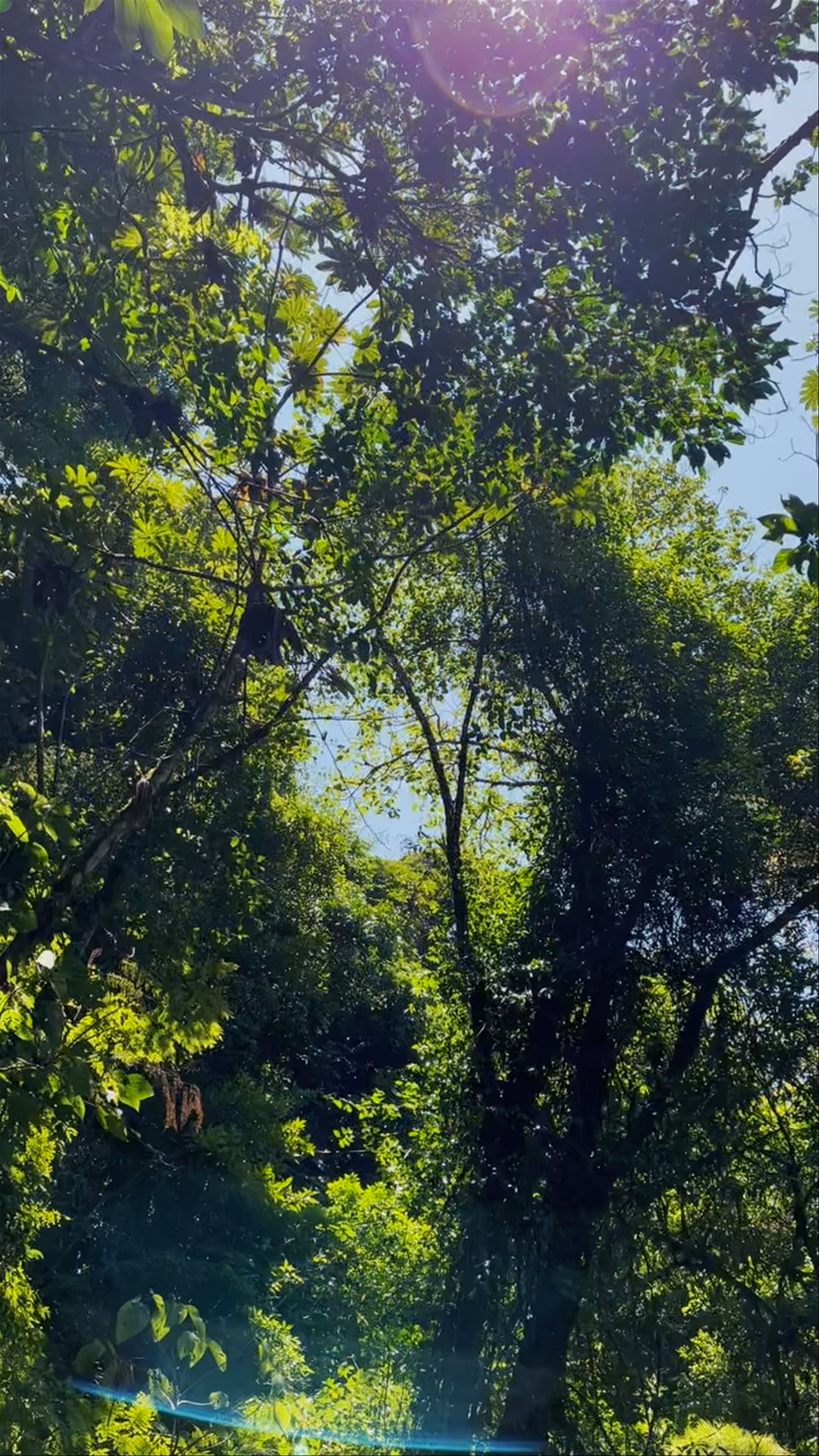 Monteverde Cloud Forest Biological Preserve