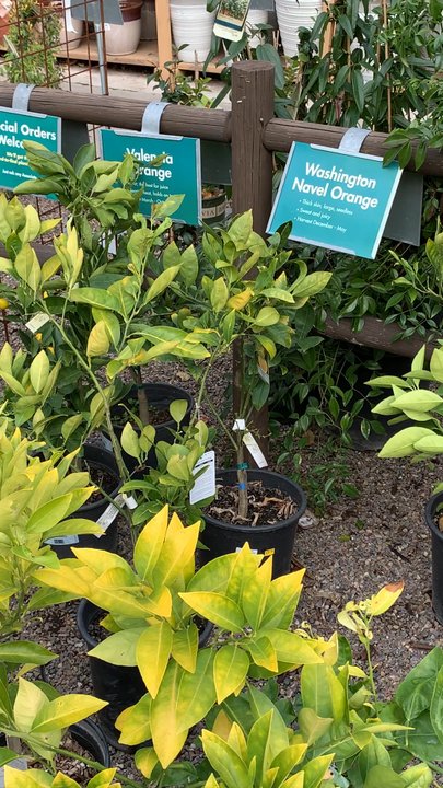 Armstrong Garden Centers - Fruit trees - Nurseries & Gardening Near Me - Encinitas, California