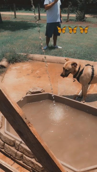 Round Rock Dog Depot - Pet Services Near Me - Round Rock, Texas