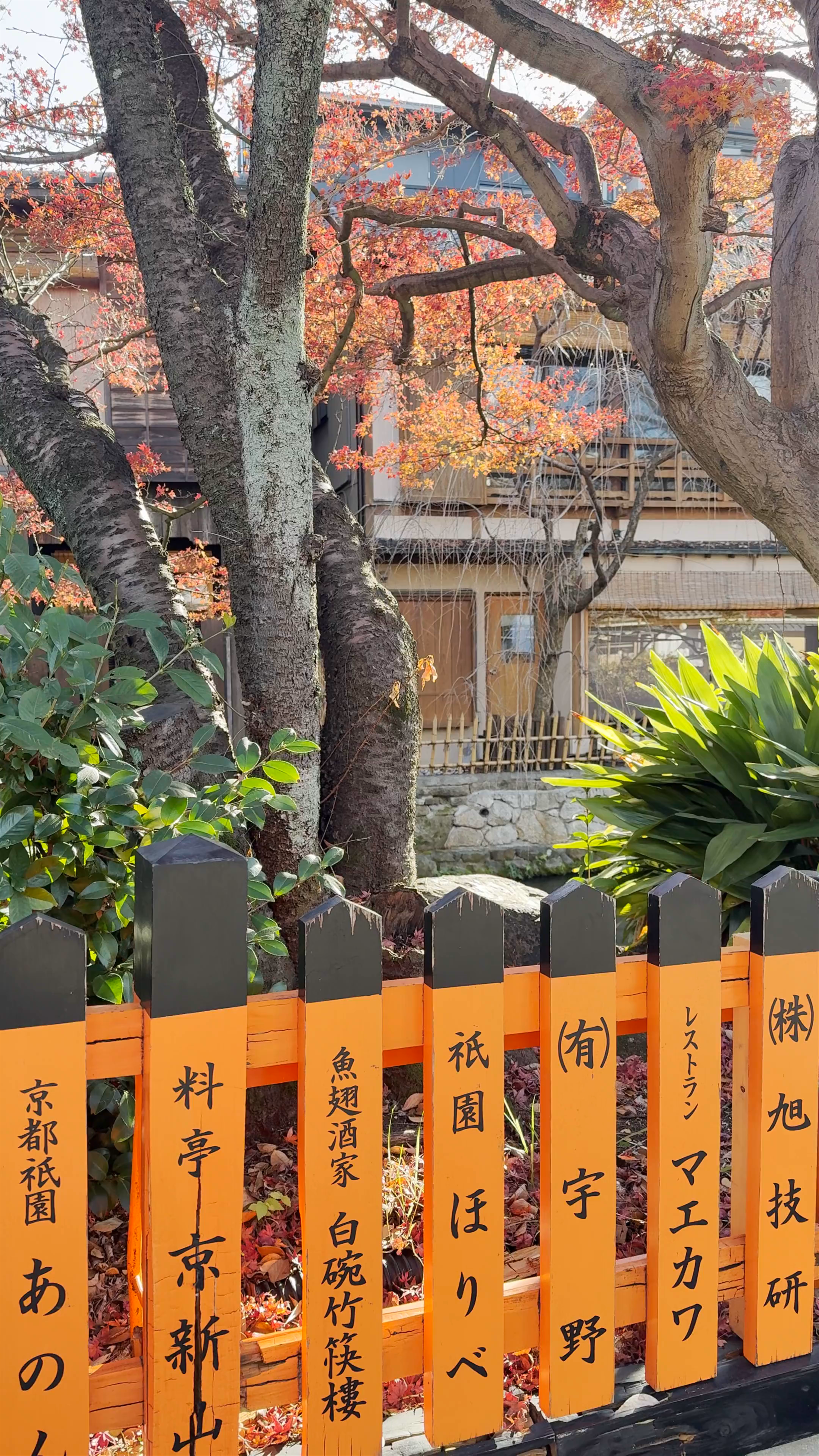 Shirakawa Canal: Tranquil Autumn Serenity in Kyoto