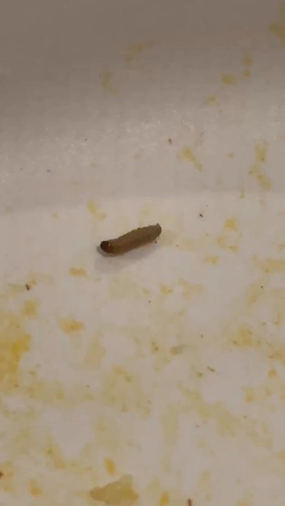 Tadka Indian Cuisine - Found Worm inside the veggie Biryani. Contacted the restaurant and no response from them.. - Indian Near Me - Gilroy, California