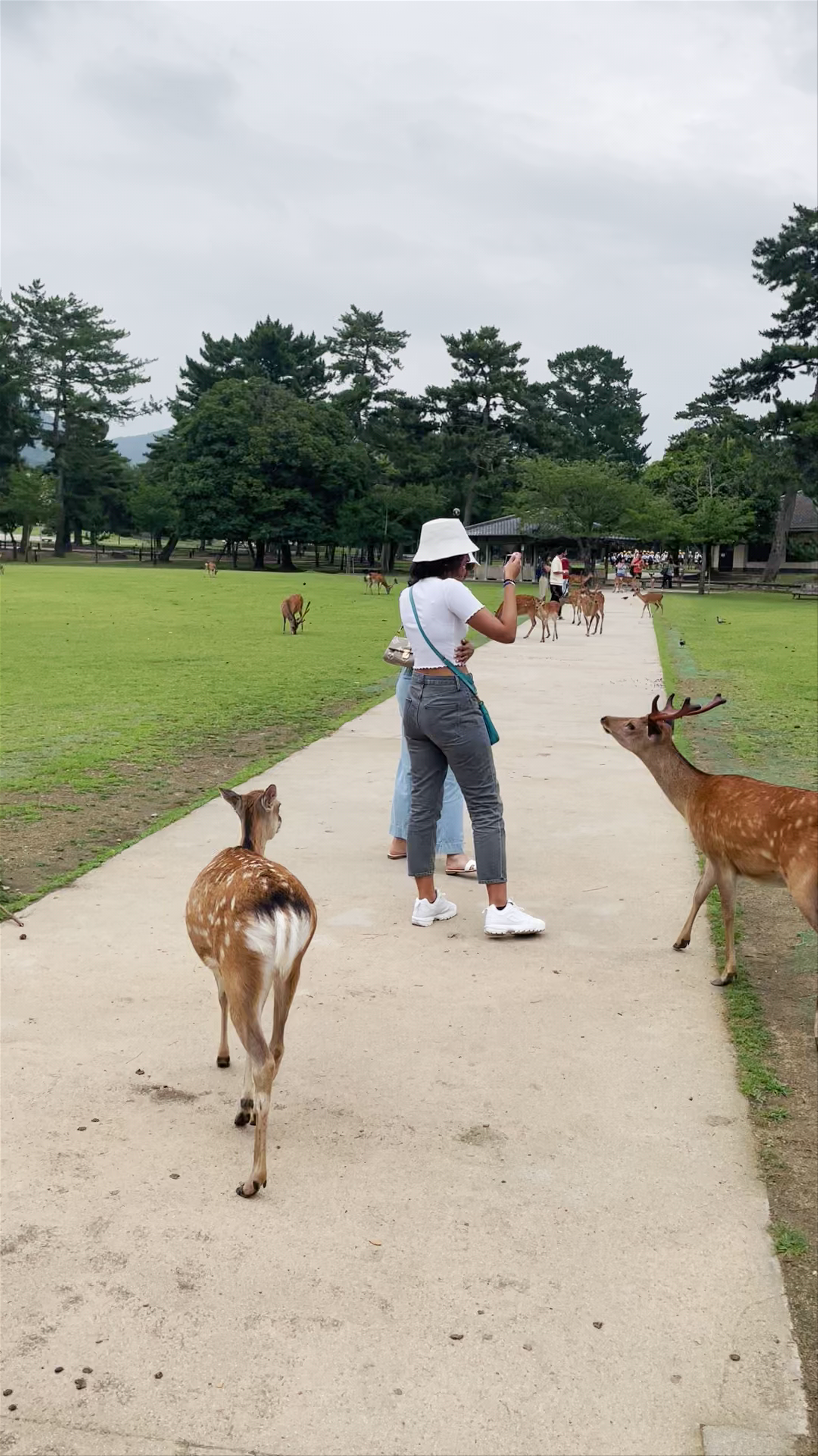 Nara Park