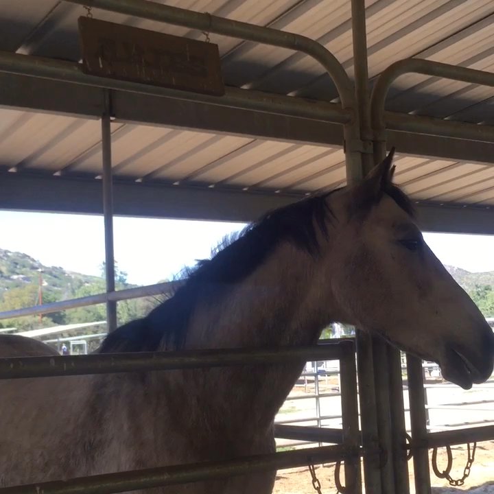Hidden Horse Ranch - Hello, Aries. Are you having a good day? - Real Estate Services Near Me - Ramona, California