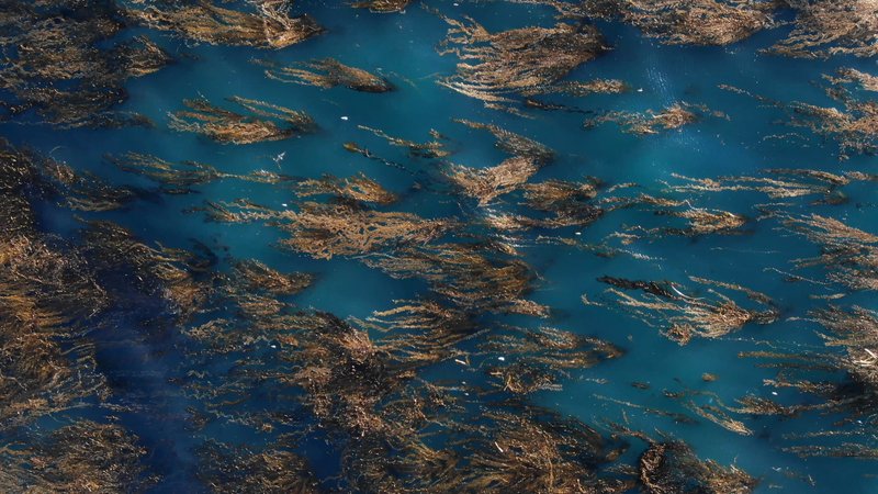 Aerial View of Kelp Forest, California poster