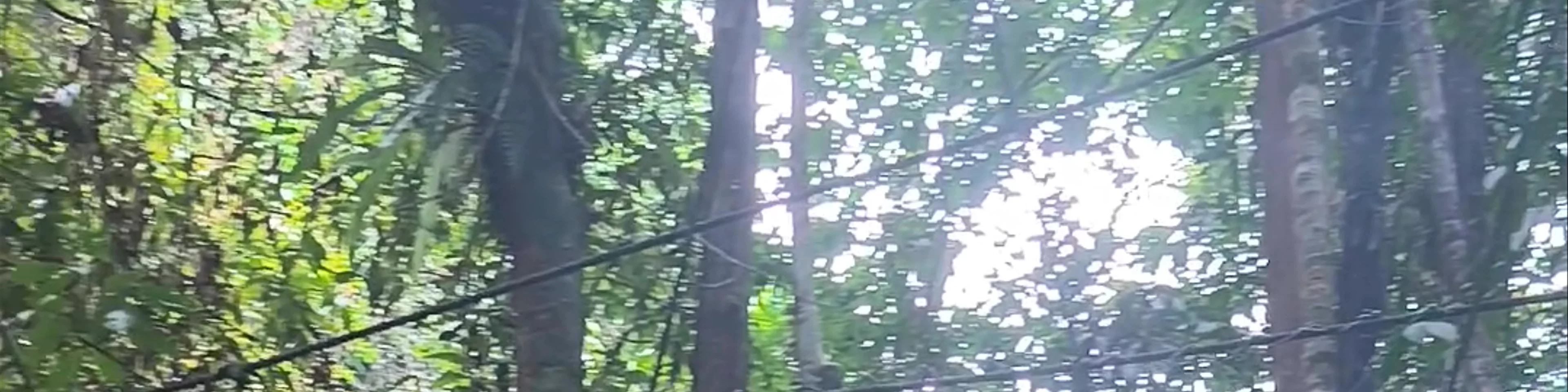 Taman Negara Kubah
