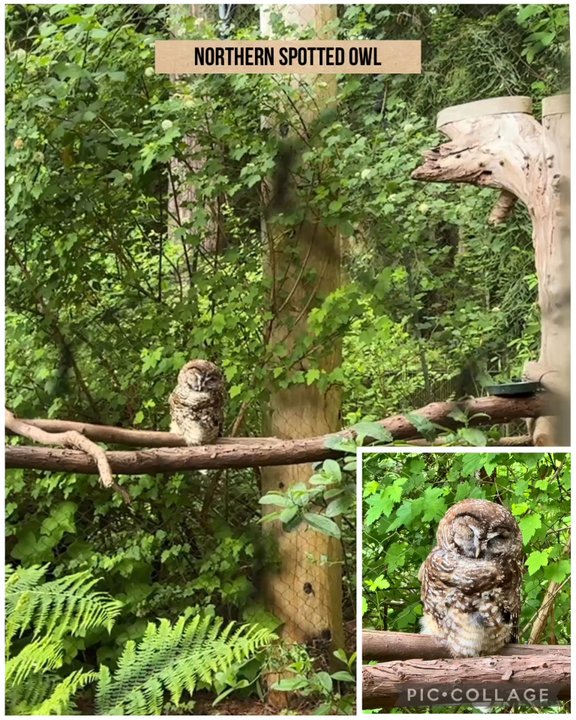 Sequoia Park Zoo - 05.24.25 it was 1:15p when we visited the Northern Spotted Owl... it was bedtime for this guy - Zoos Near Me - Eureka, California