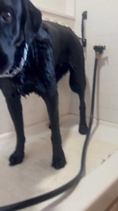Barkys Bathtime - Bear bear taking a bath - Pet Groomers Near Me - Rancho Cucamonga, California