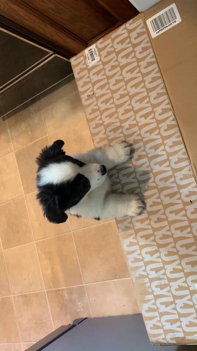 Bundocks Kennels - Georgie at about nine weeks old - Pet Training Near Me - Sebastopol, California