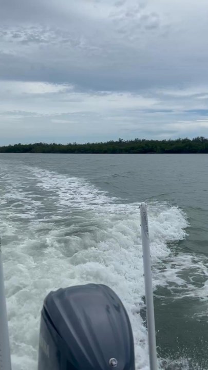 Treasure Seekers Shell Tours - Dophins we saw along boat - Boat Charters Near Me - Goodland, Florida