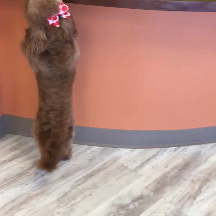 PetMan Grooming - Butterscotch demonstrating her happiness with the groomers! - Pet Groomers Near Me - Fredericksburg, Virginia