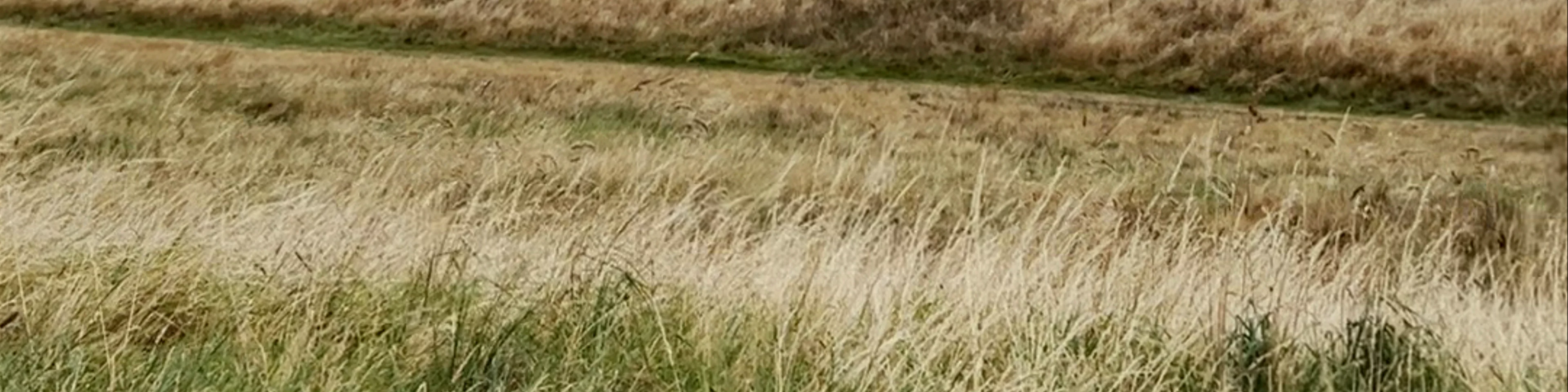 Malahide Beach