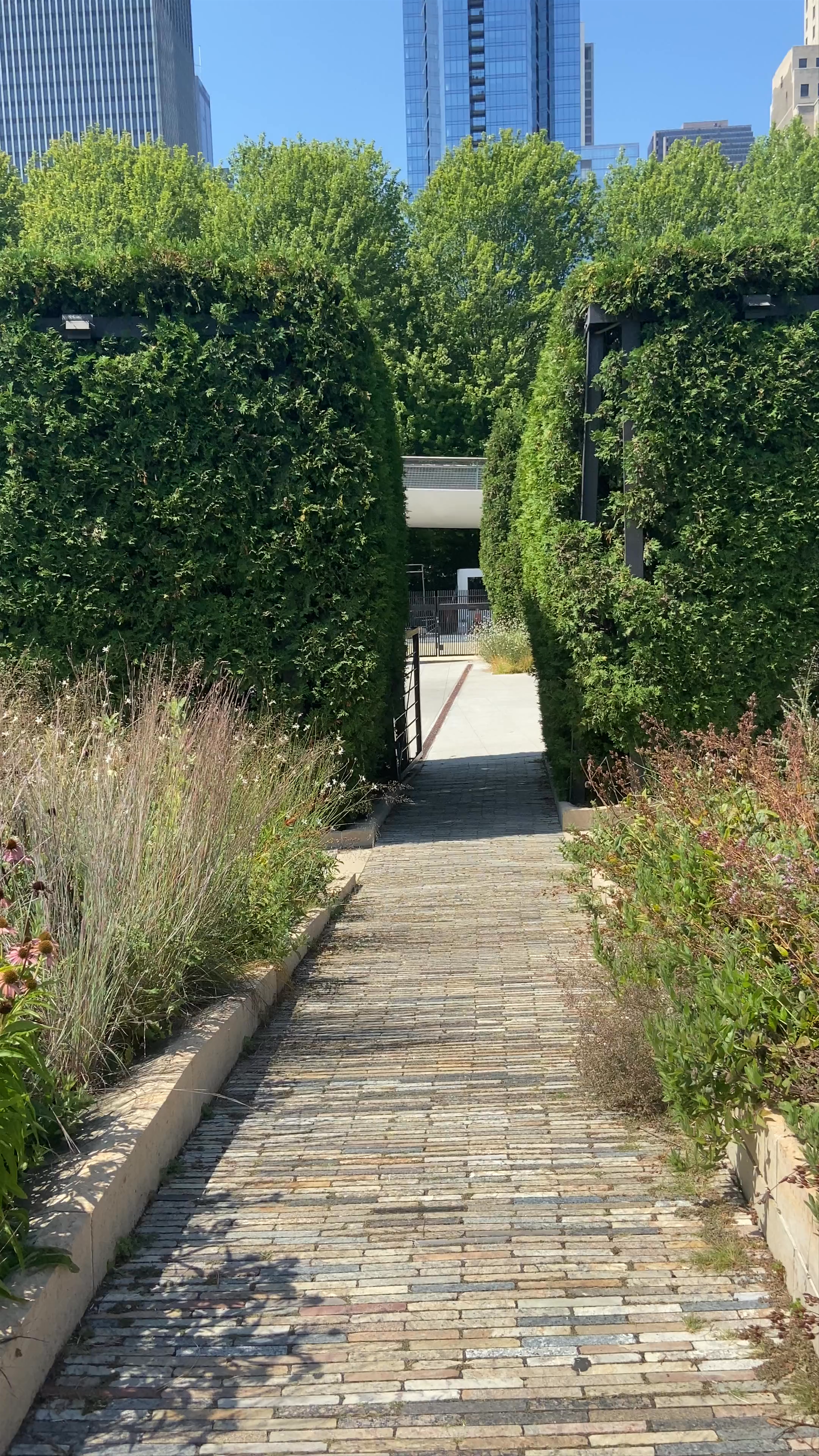 Serene Urban Oasis: Exploring Lurie Garden in Chicago