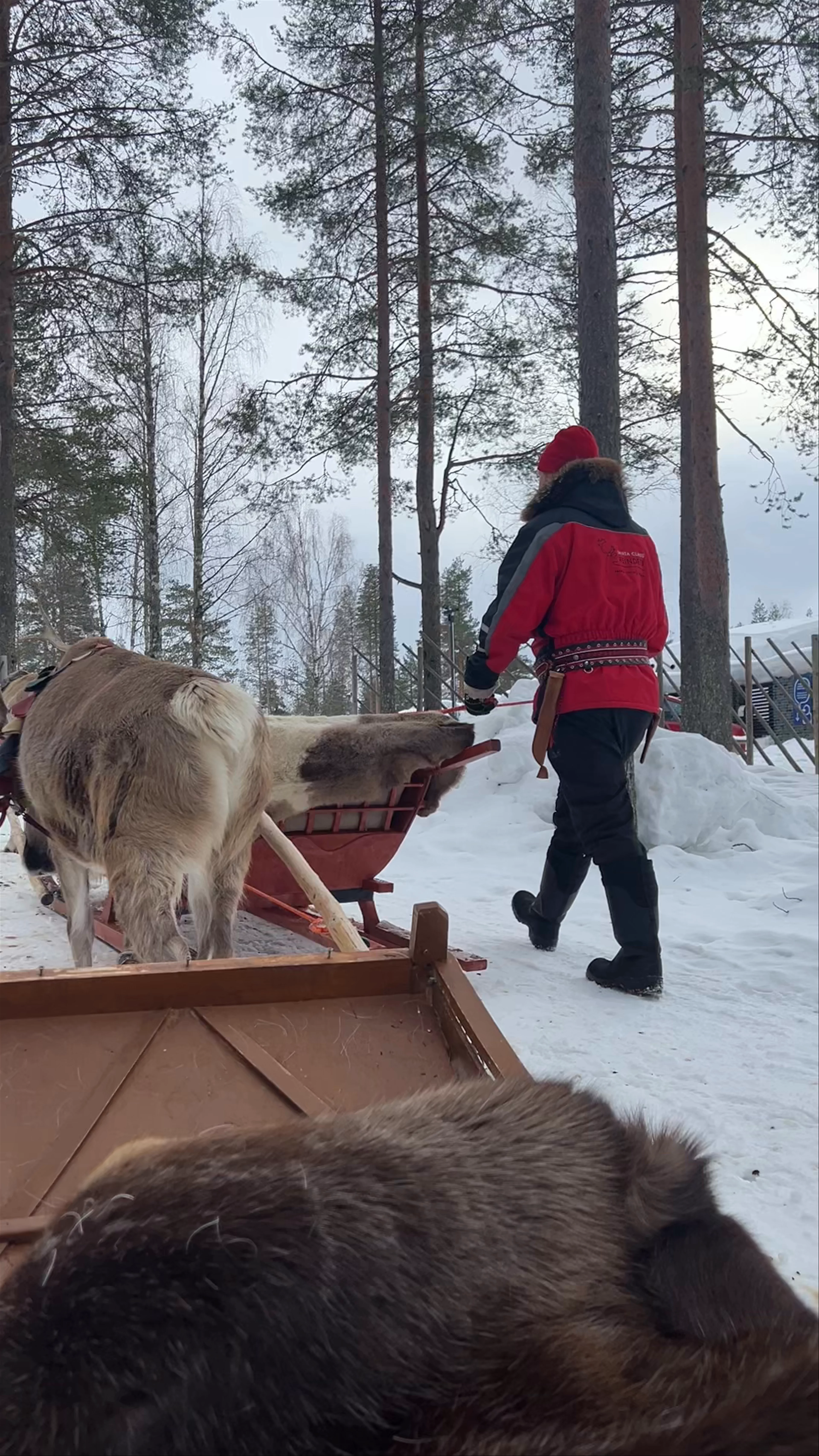 Santa Claus Reindeer, Joulumaantie, Rovaniemi, Finland
