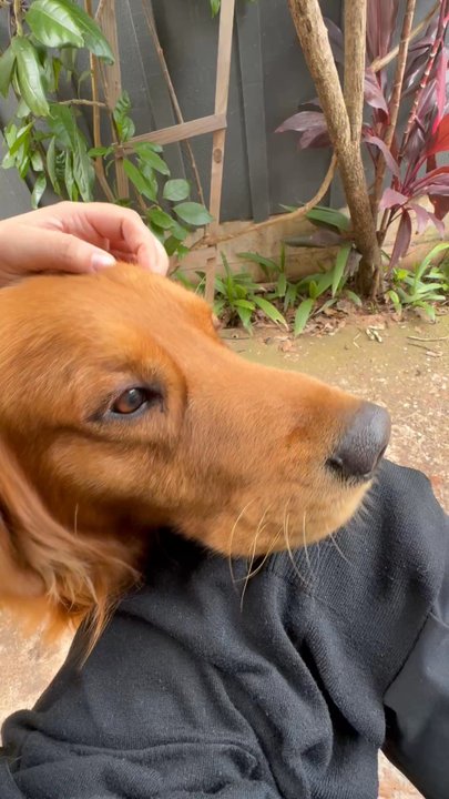 Vida by Sip Me - Resident coffee shop poochies. - Coffee & Tea Near Me - Makawao, Hawaii