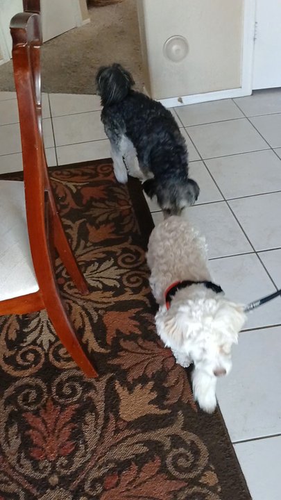 Cause 4 Paws - Adopted - Thrift Stores Near Me - Mesa, Arizona