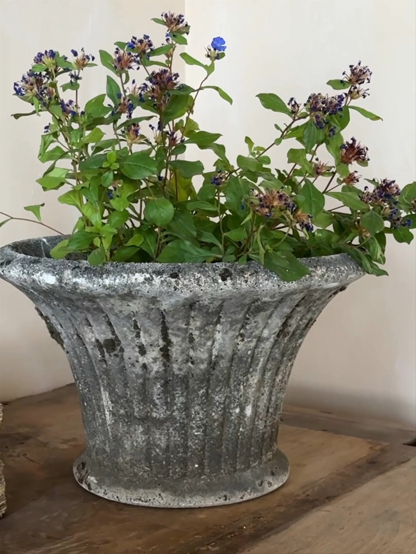 Porosa Planter