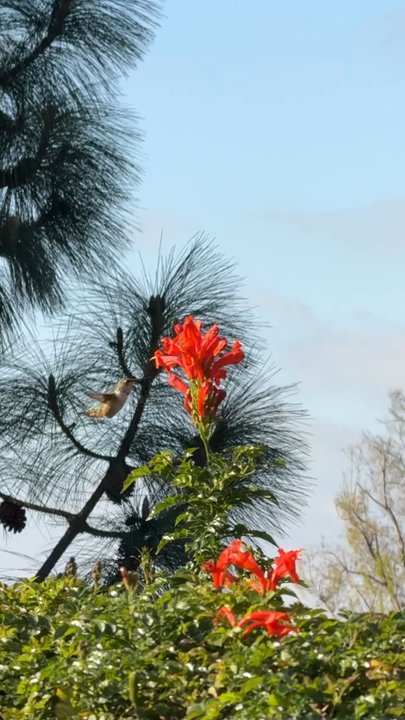 Mora Landscape - Hummingbird feeding on the flowers before all were cut down. - Tree Services Near Me